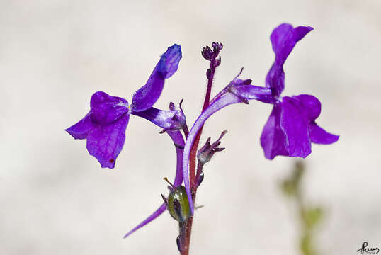 Image of Linaria elegans Cav.