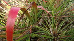 Image of Bromelia unaensis Leme & Scharf