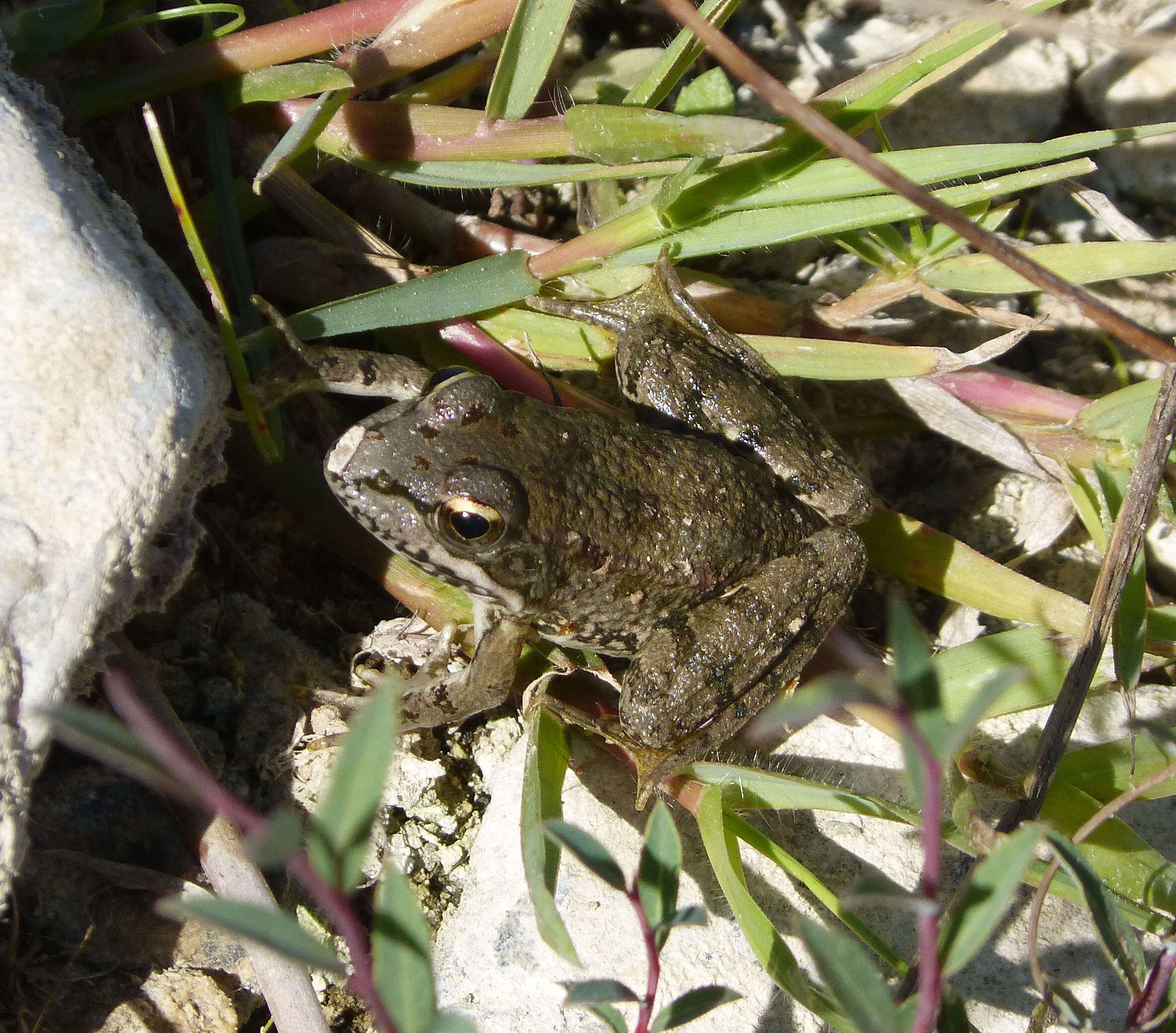 Image of Green Frogs; Water Frogs