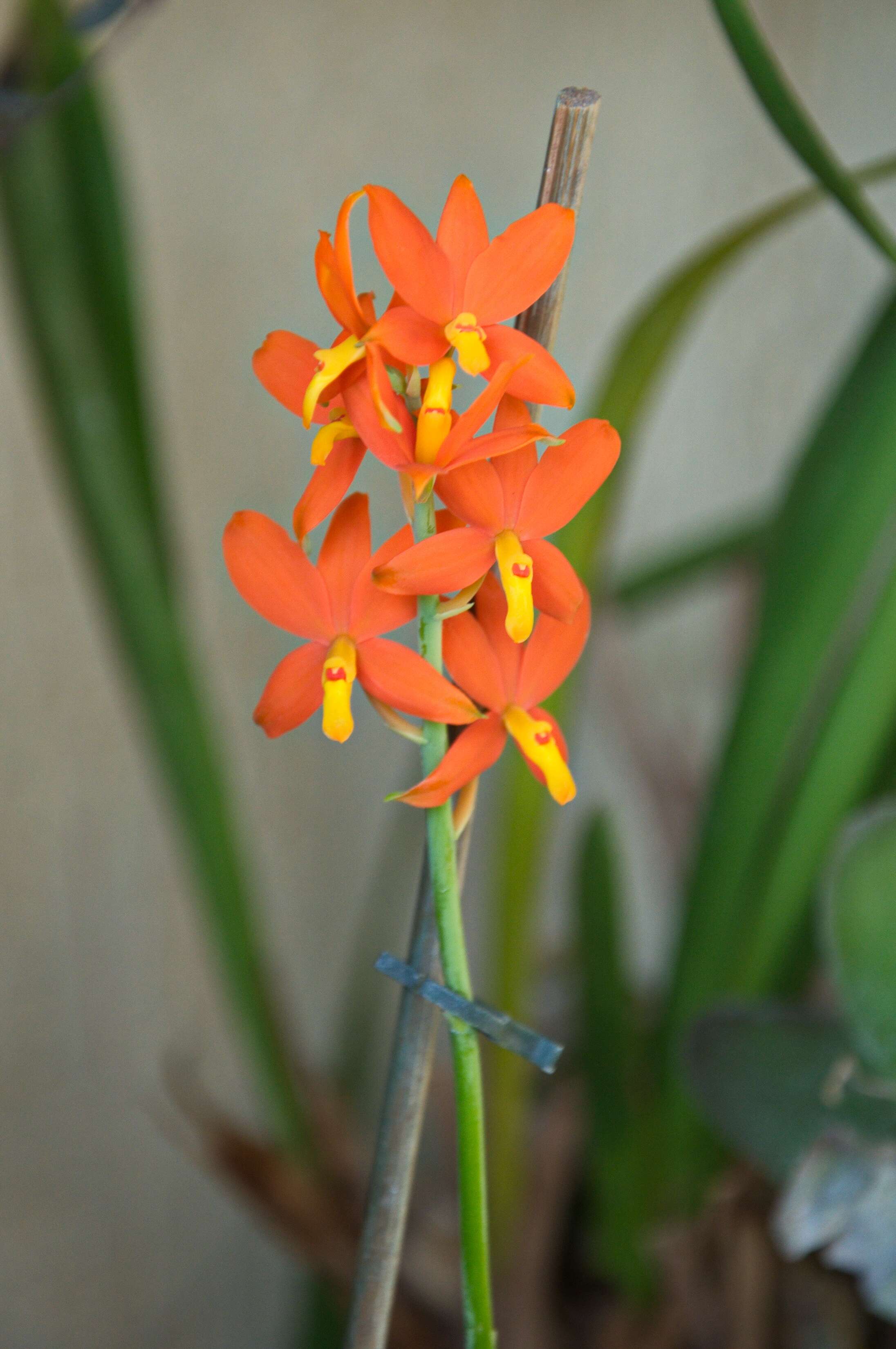 Image of appendage orchid