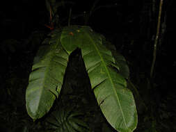 Image of Heliconia trichocarpa G. S. Daniels & F. G. Stiles