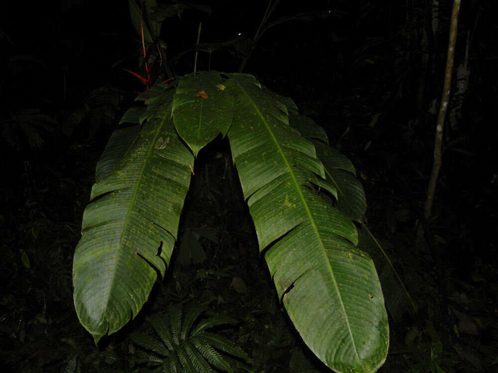 Image of Heliconia trichocarpa G. S. Daniels & F. G. Stiles