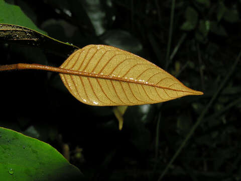 Слика од Vismia baccifera (L.) Triana & Planchon