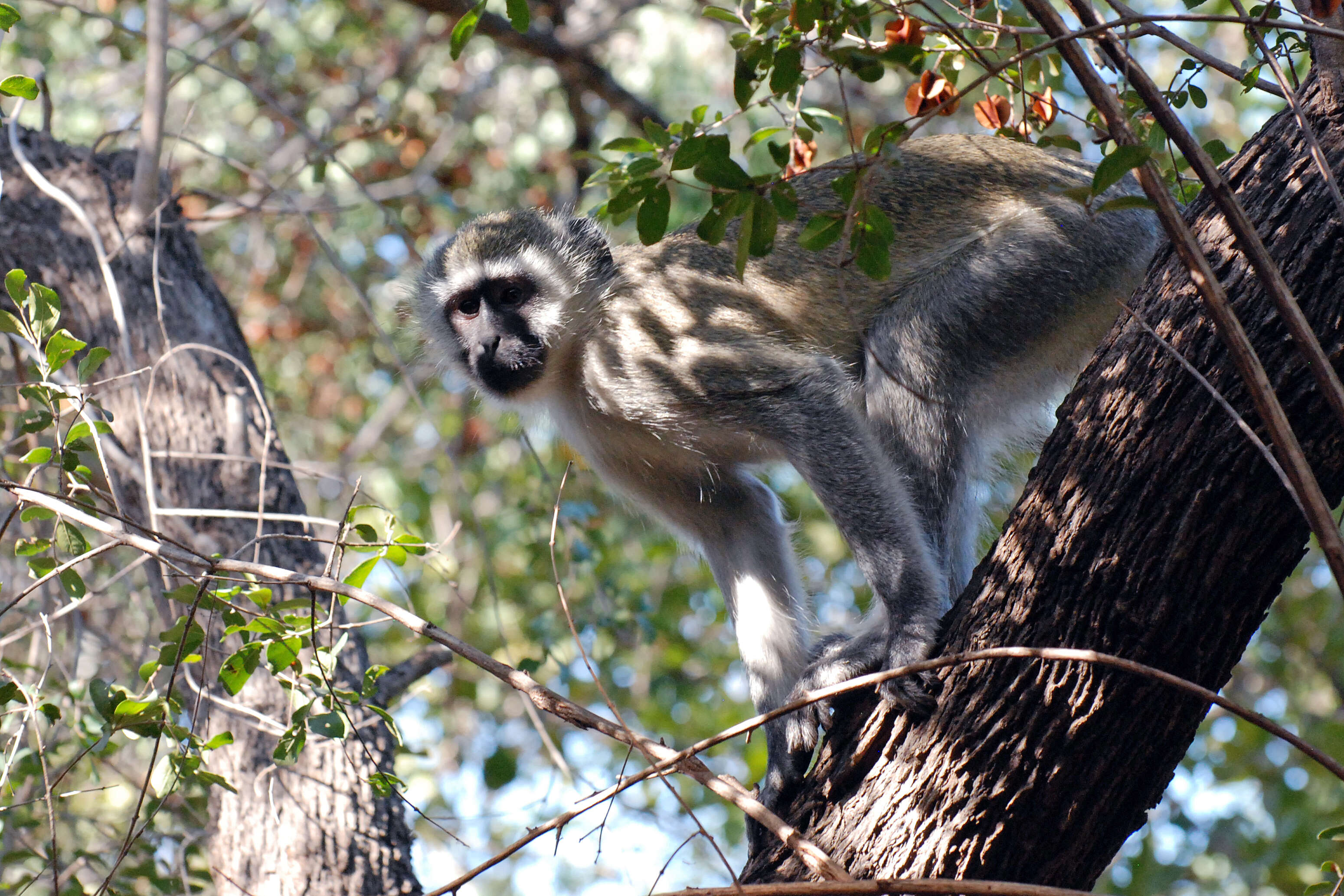 Image of Vervet Monkey