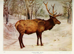 Image of Red Deer