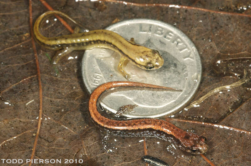 Image of dusky salamanders