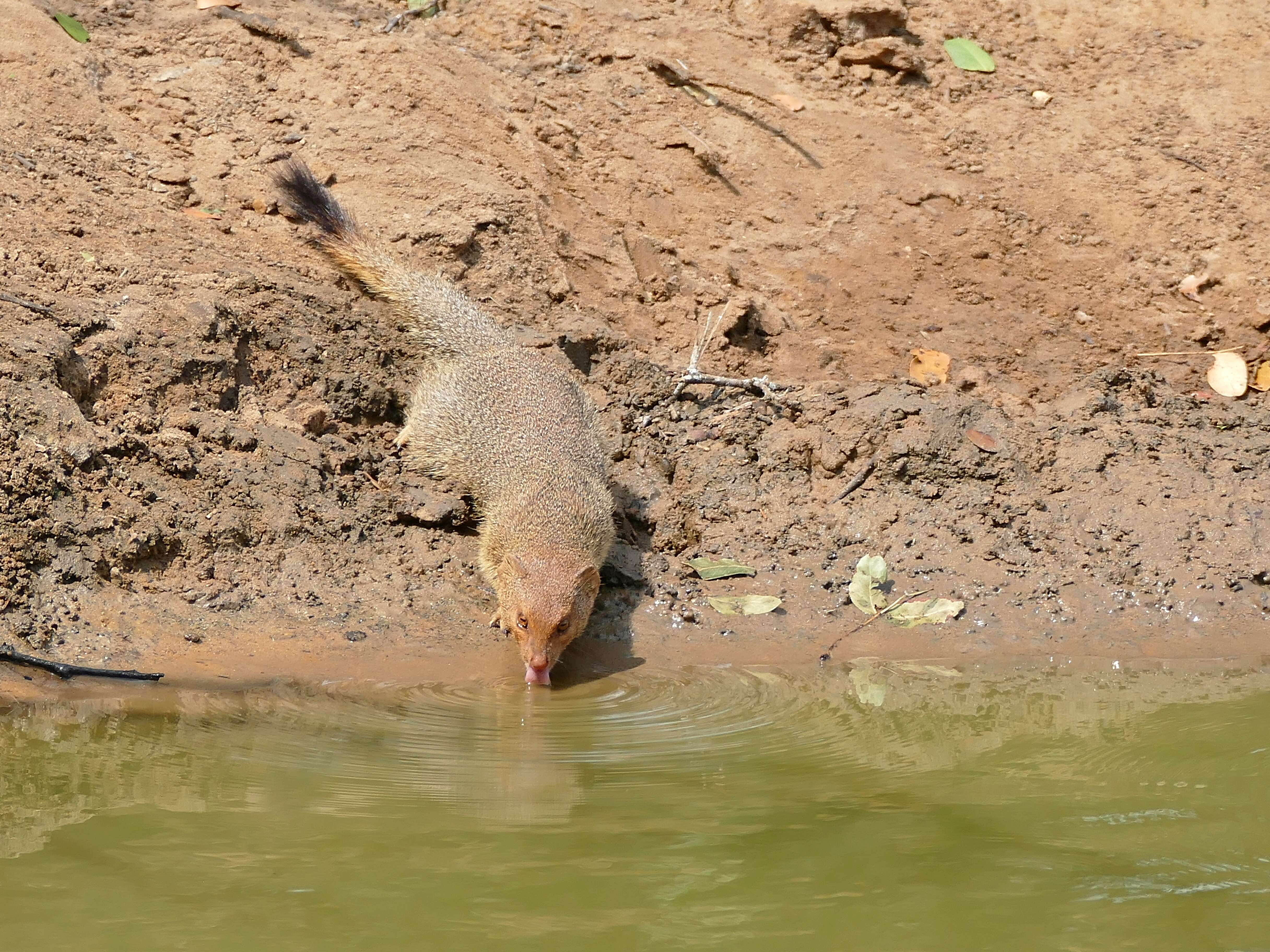 Image of Slender Mongooses