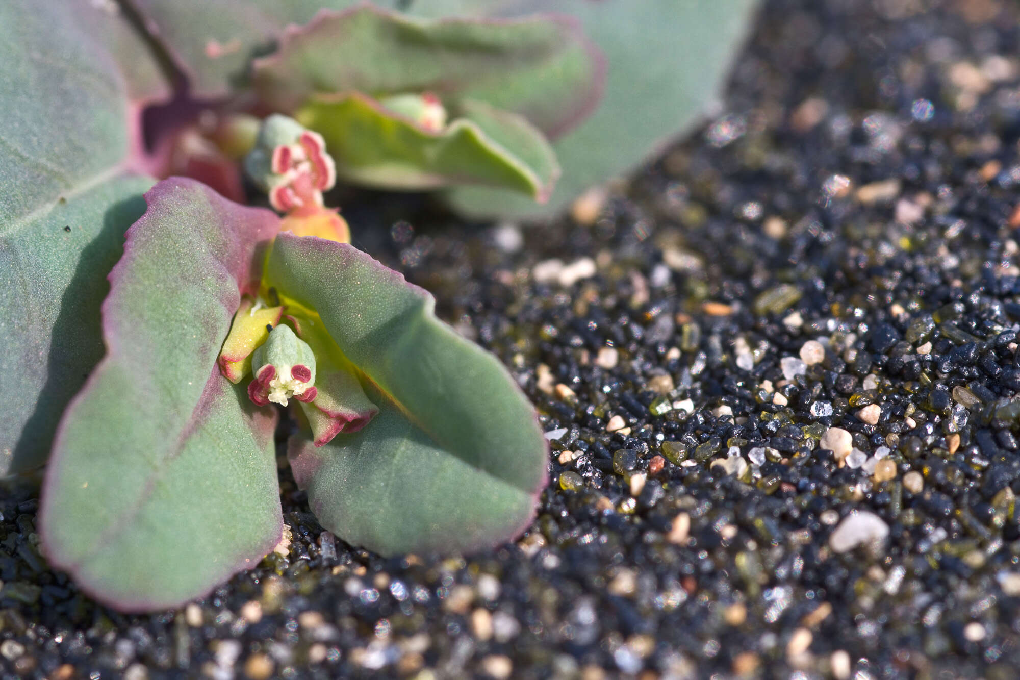Image of Euphorbia peplis L.