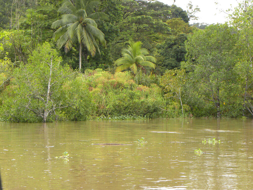 Image of Giant Flat Sedge