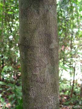 Imagem de Guatteria pogonopus Mart.