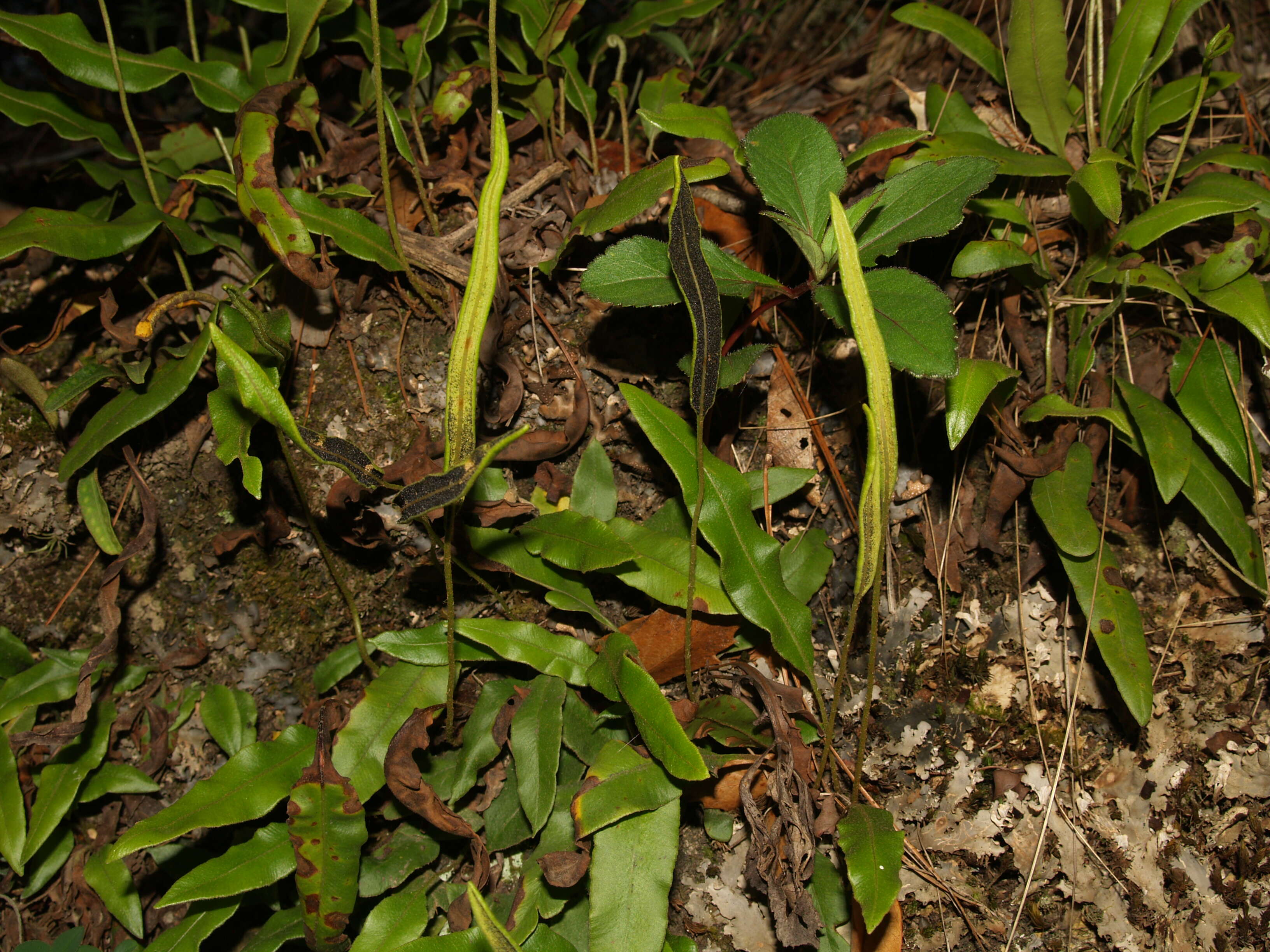 Image of Deer tongue fern