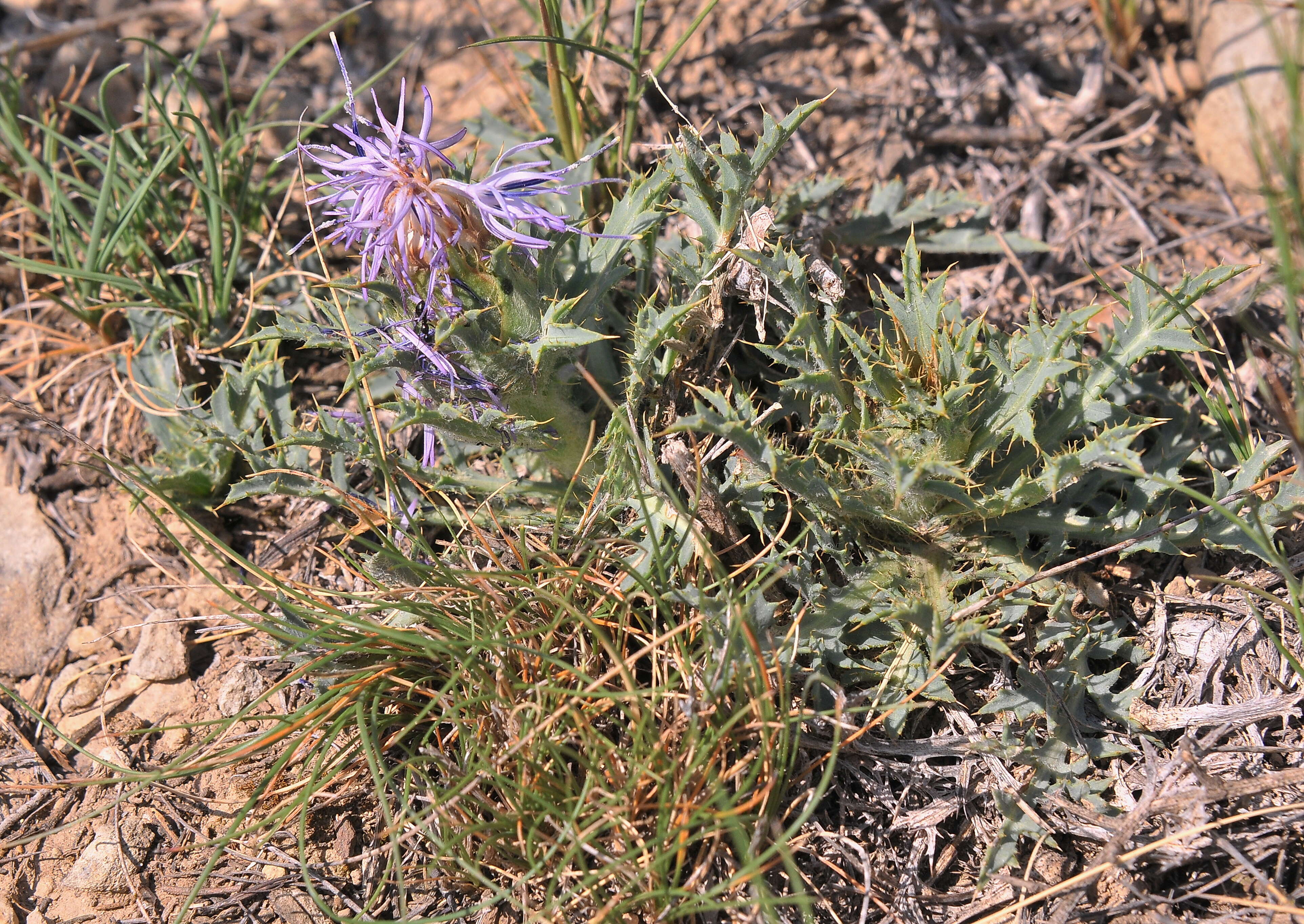 صورة Asteraceae