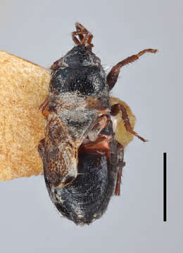 Pionosomus trichopterus (Thomson 1870) resmi