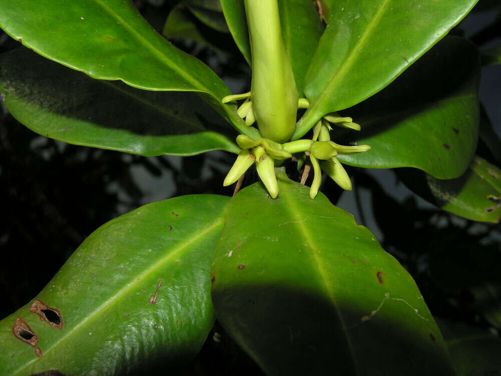 Image of mangrove