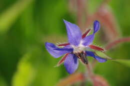 Image of borage