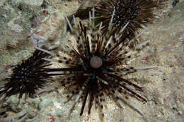 Image of banded sea urchin