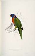 صورة Trichoglossus rubritorquis Vigors & Horsfield 1827