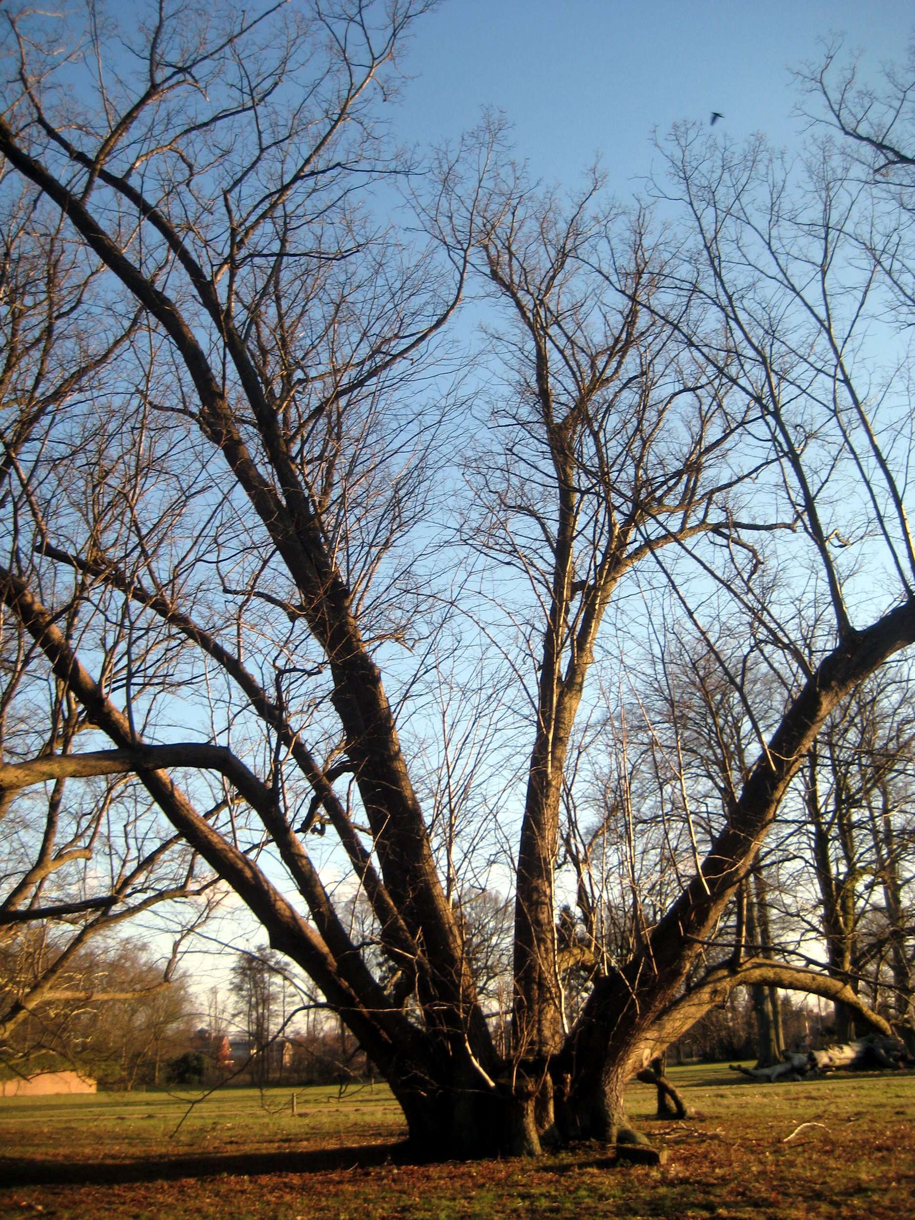 Image of Basswood