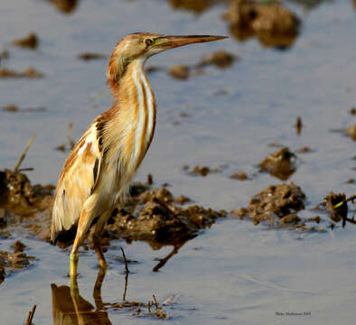 Image of Yellow Bittern