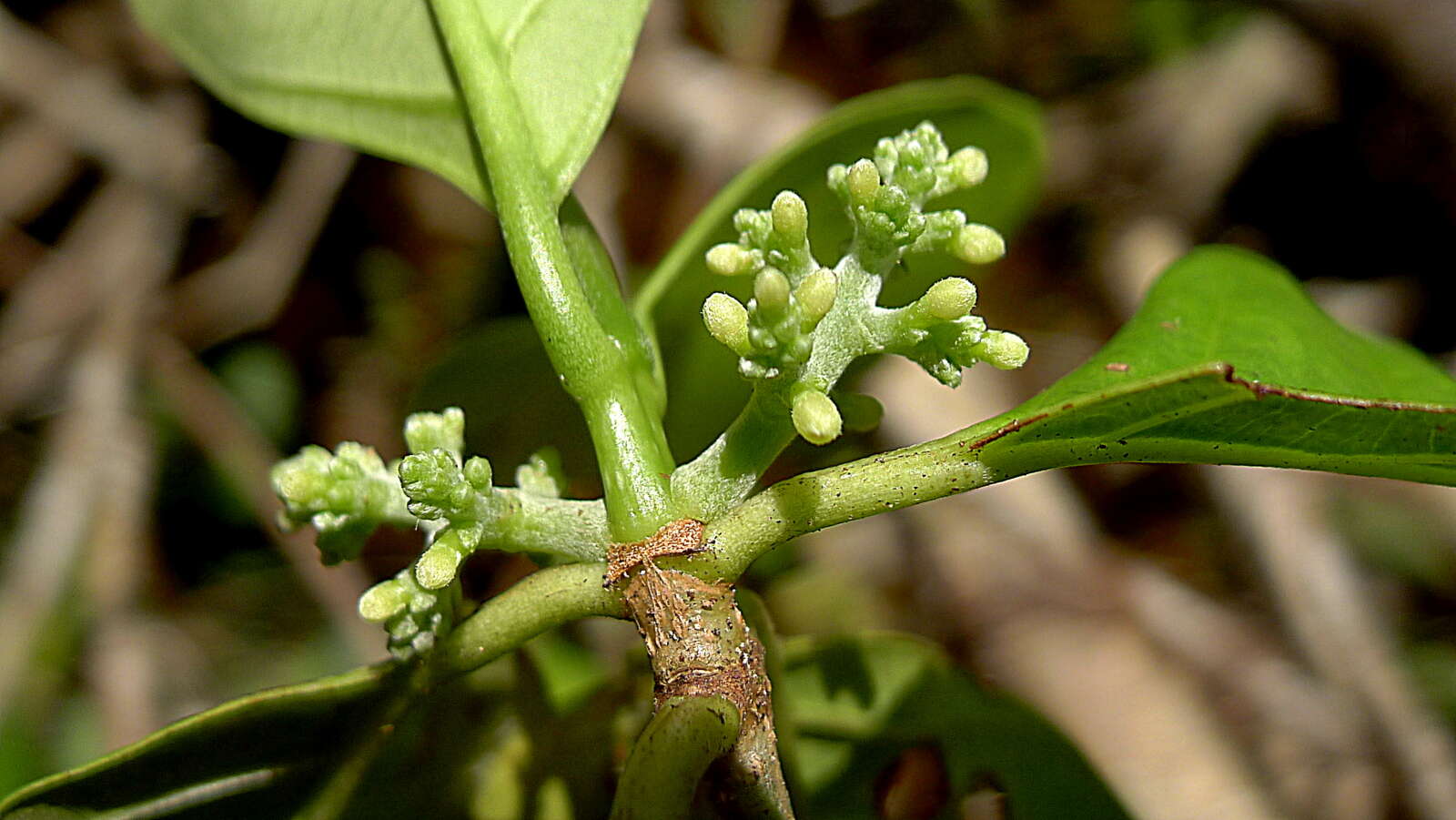 Image of Malanea