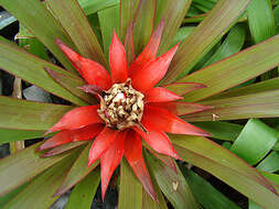 Image of tufted airplant