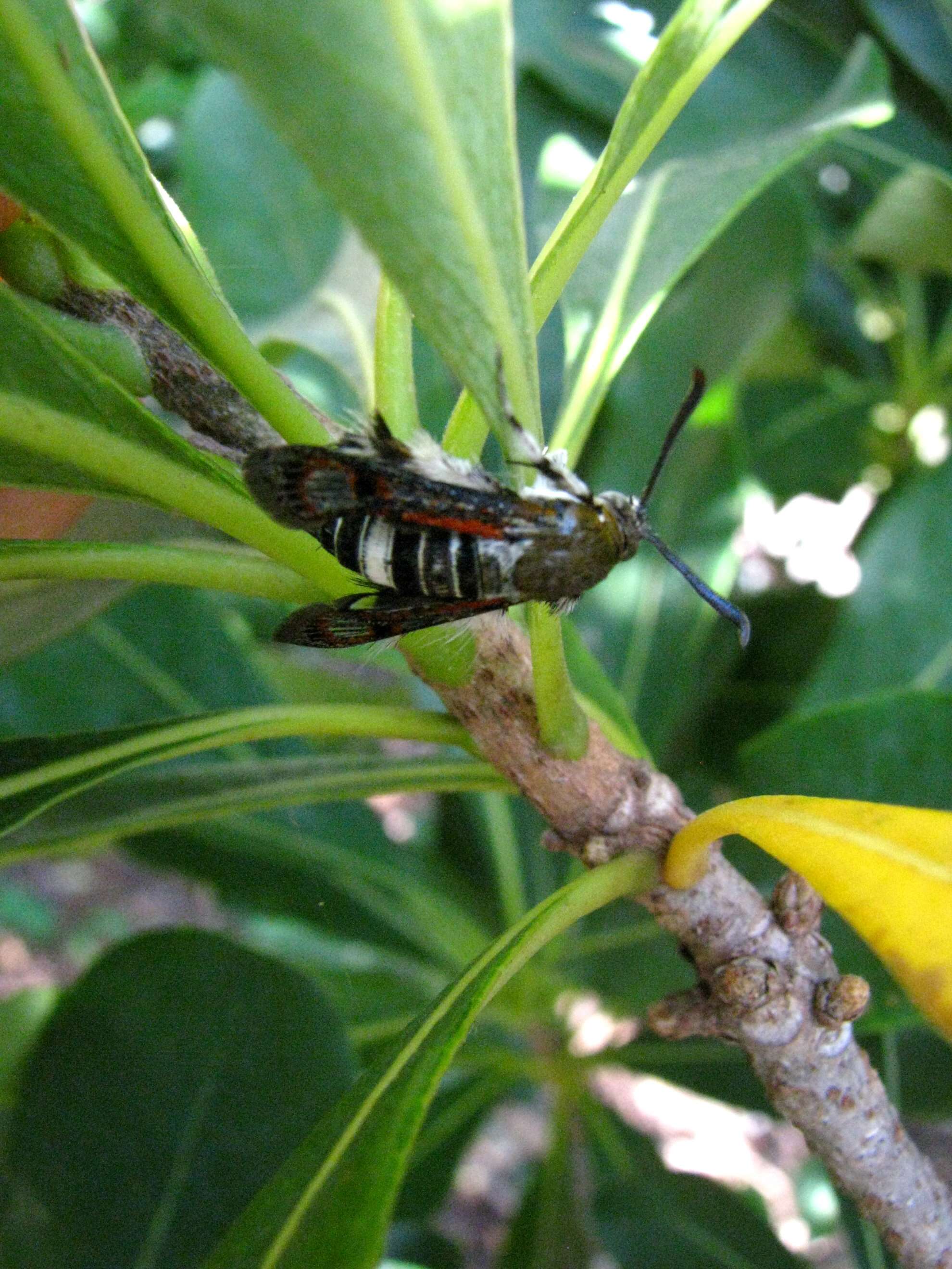 Image of vine borers