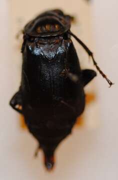 Image of Nicrophorus (Nicrophorus) tenuipes (Lewis 1887)