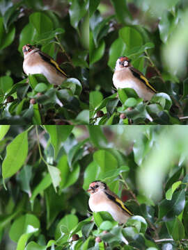 Image of South-Western European Goldfinch