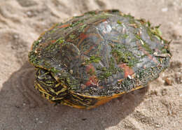 Image of Cooter Turtles