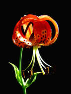 Image of leopard lily