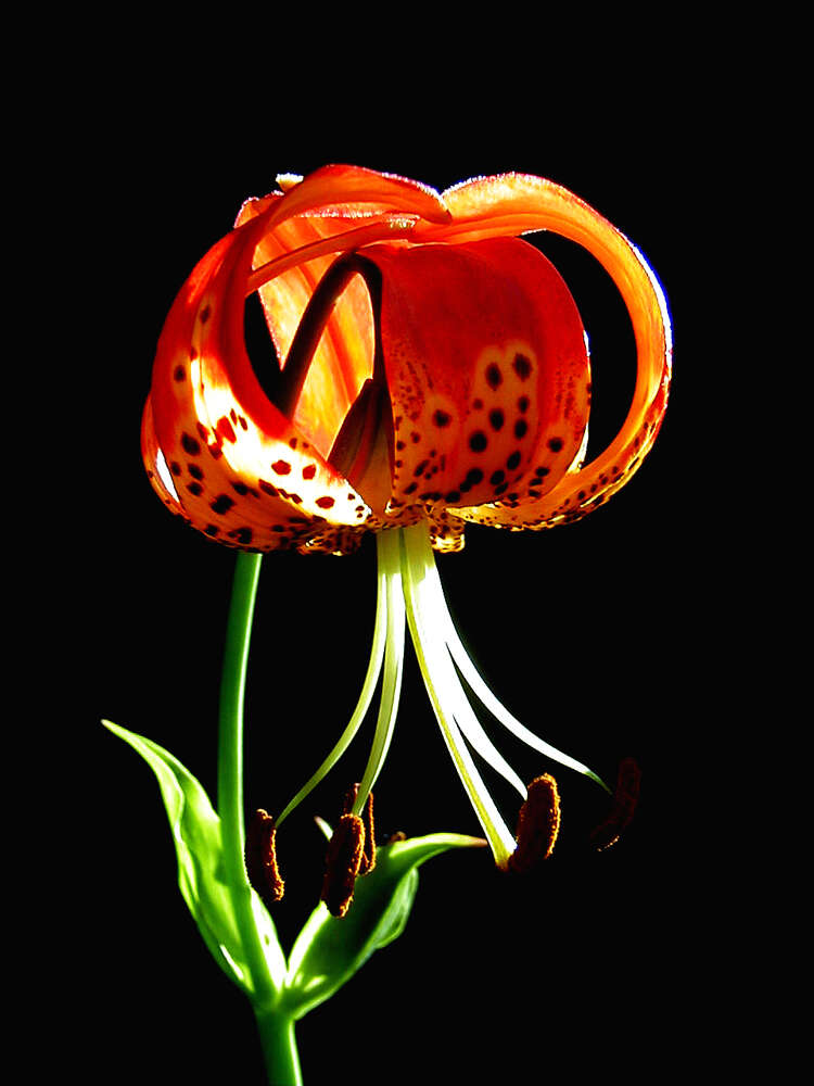 Lilium pardalinum Kellogg resmi