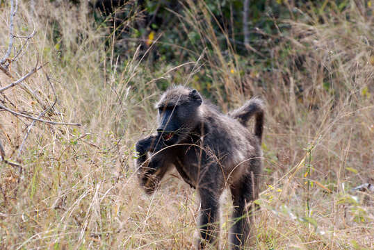 Image of Chacma Baboon