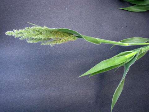 Imagem de Panicum torridum Gaudich.