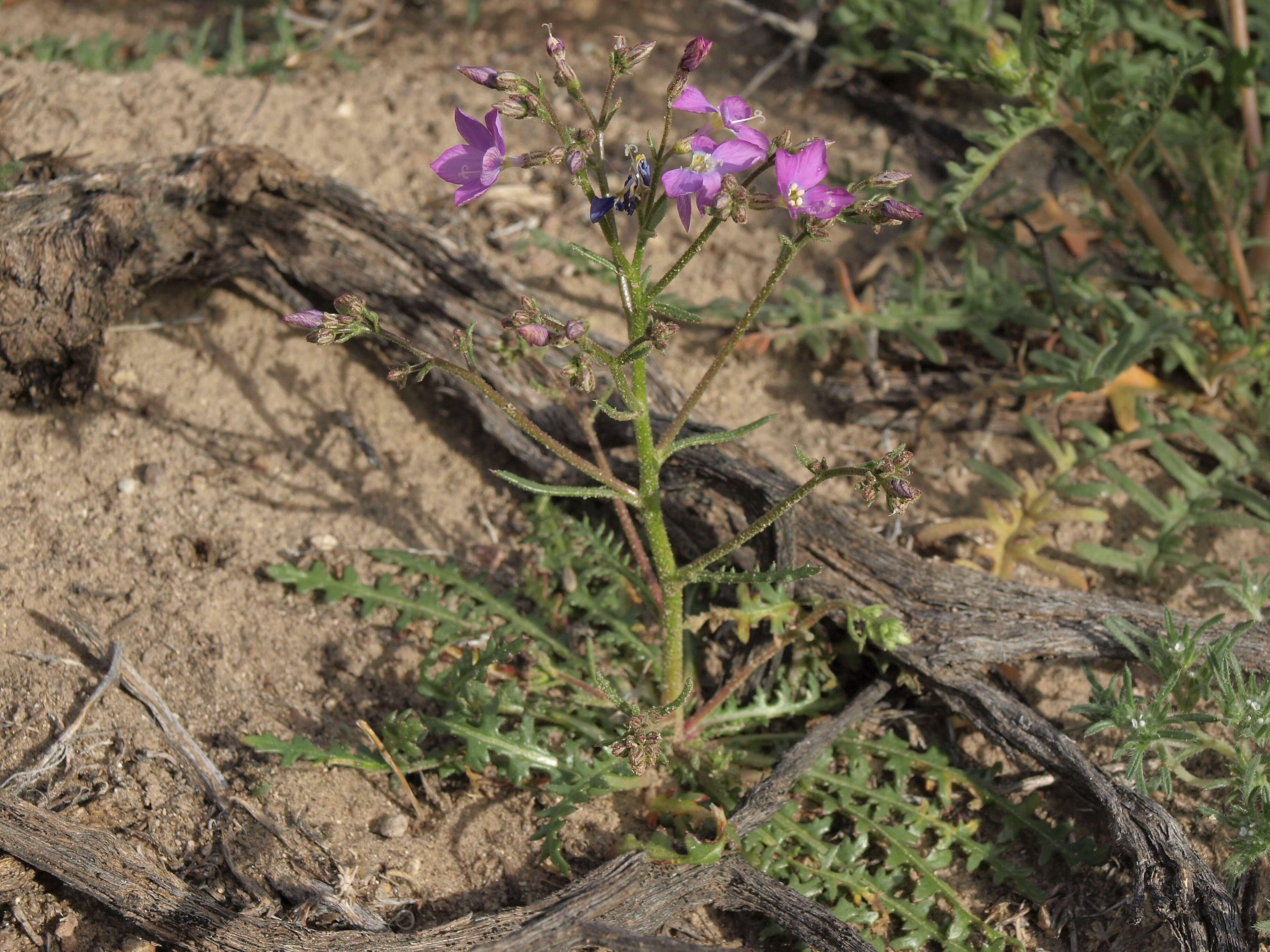 Image of cactus flat gilia