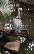 Image of pelicans