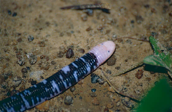 Image of Darwin's Ringed Worm Lizard