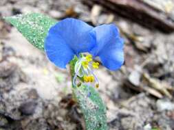 Image of Blousel Blommetjie