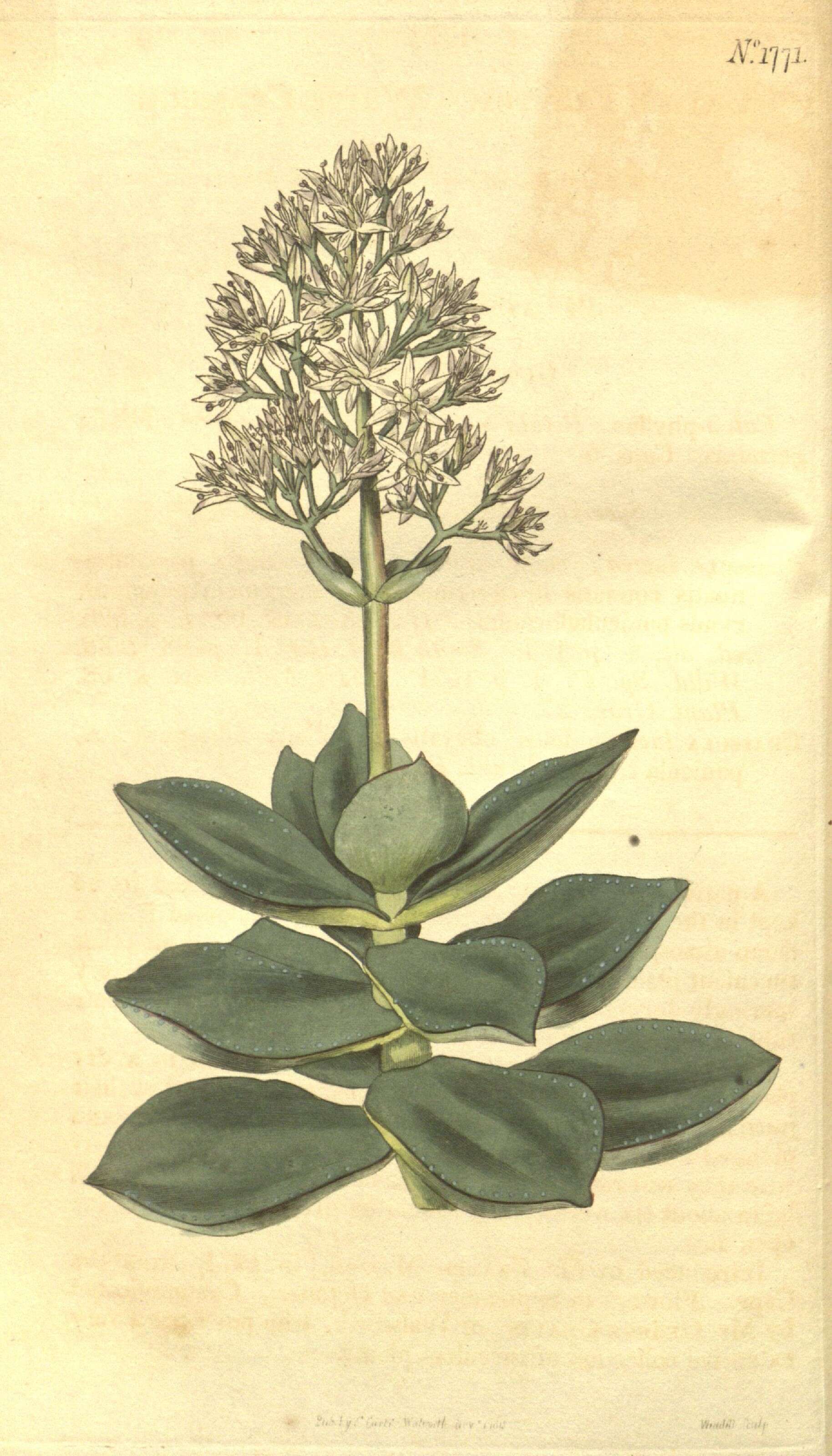 Image of Crassula lactea