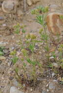 Image of glandular plantain