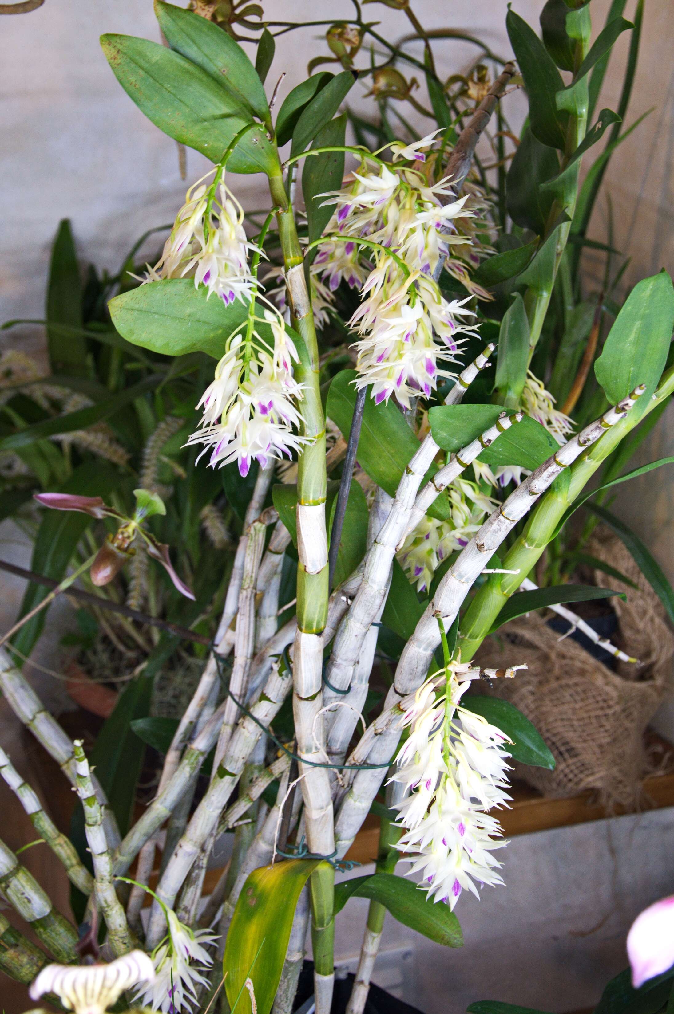 Sivun Dendrobium amethystoglossum Rchb. fil. kuva