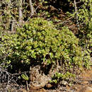 Image of Crassula arborescens (Mill.) Willd.