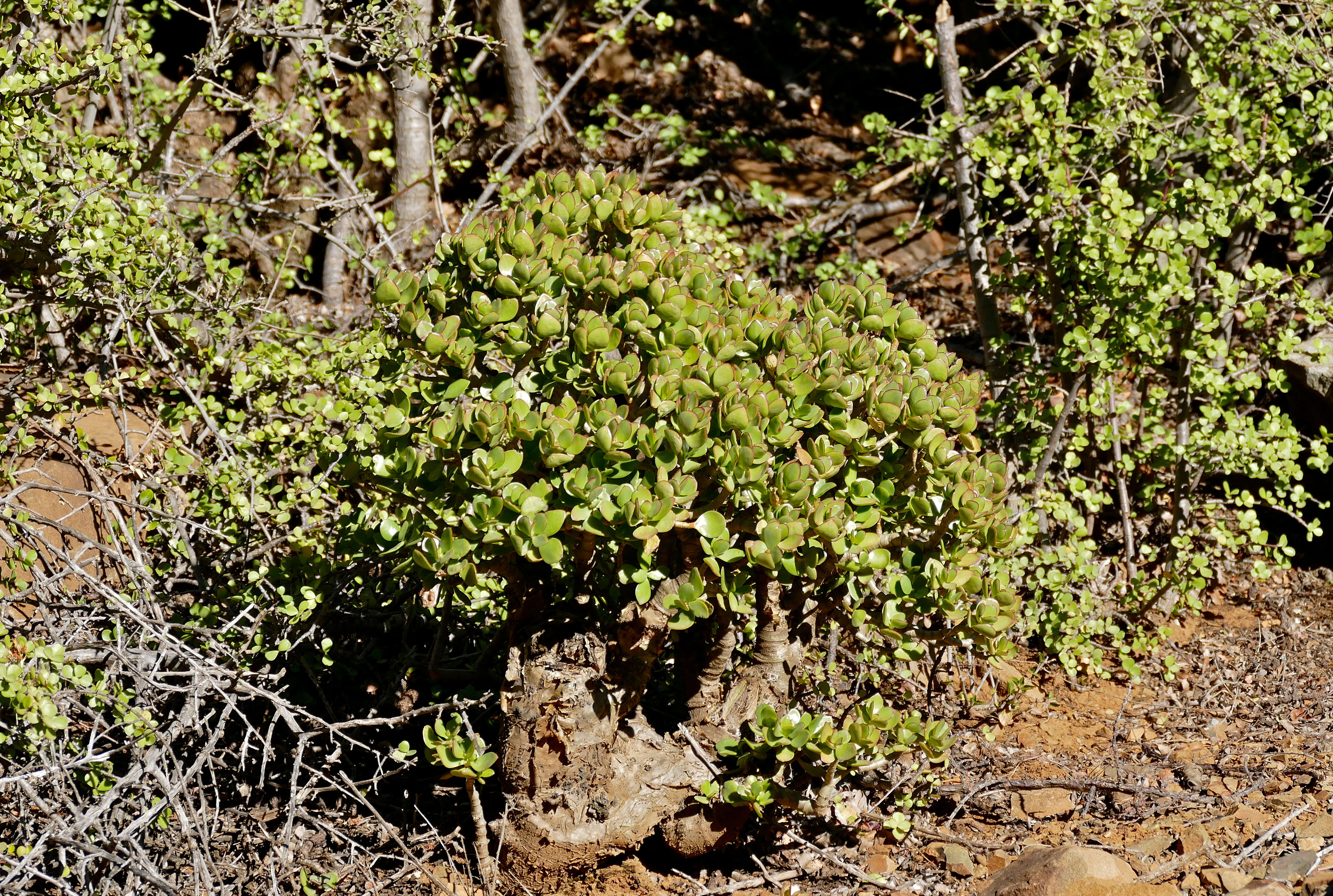Слика од Crassula arborescens (Mill.) Willd.