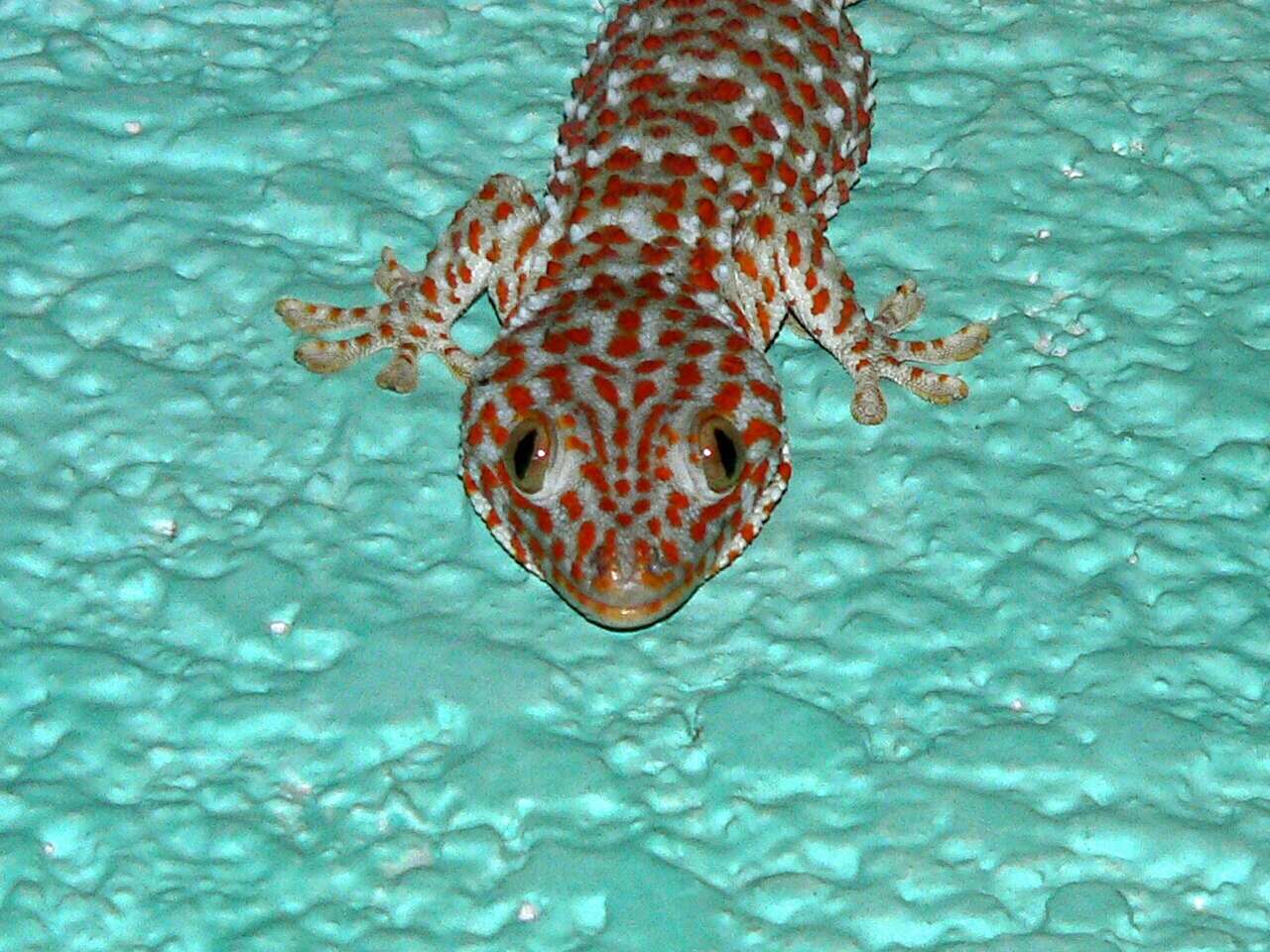 Sivun Gekko gecko (Linnaeus 1758) kuva