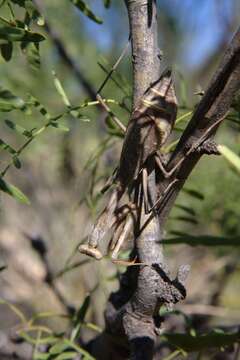 Image of Stagmomantis limbata Hahn 1835