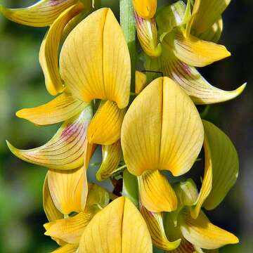 صورة Crotalaria pallida Aiton