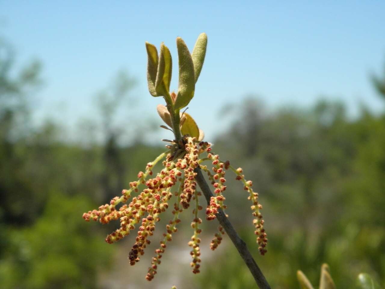 Image of scrub oak