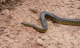 Image of Yellow anaconda