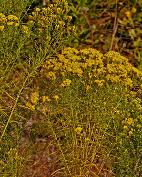 Image of Slender Goldentop