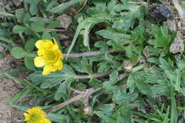 Image of Ranunculus