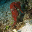 Image of Long-snout Seahorse